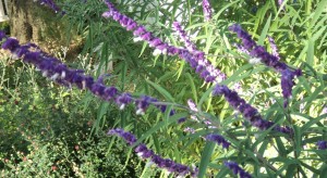 Mexican bush sage at Mudds Grove 2013